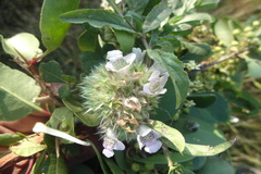 Lepidagathis subarmata